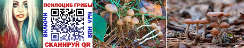 Псилоцибиновые грибы MAGIC MUSHROOMS  Южа 